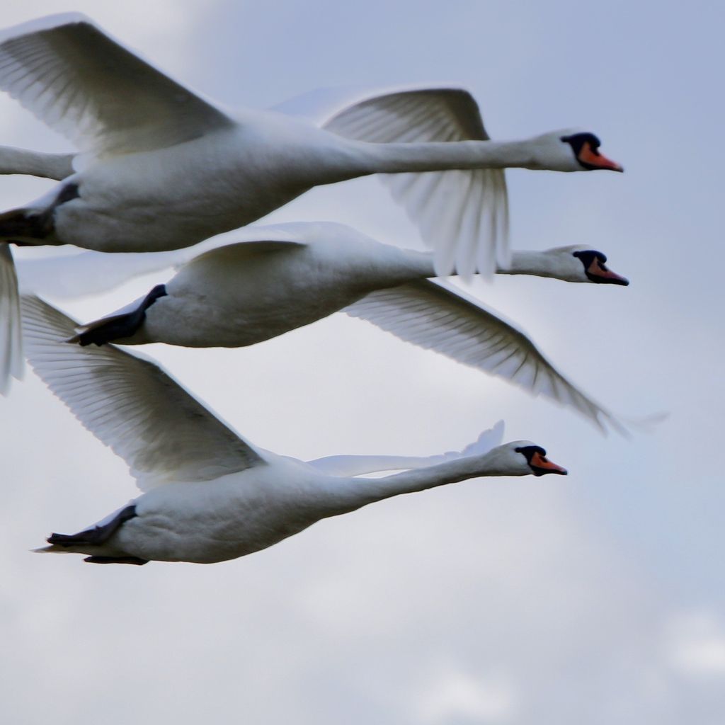 Verhuizing Kant Financieel Advies