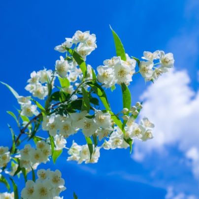 Kantoor gesloten op 29 mei (Hemelvaartsdag) en vrijdag 30 mei